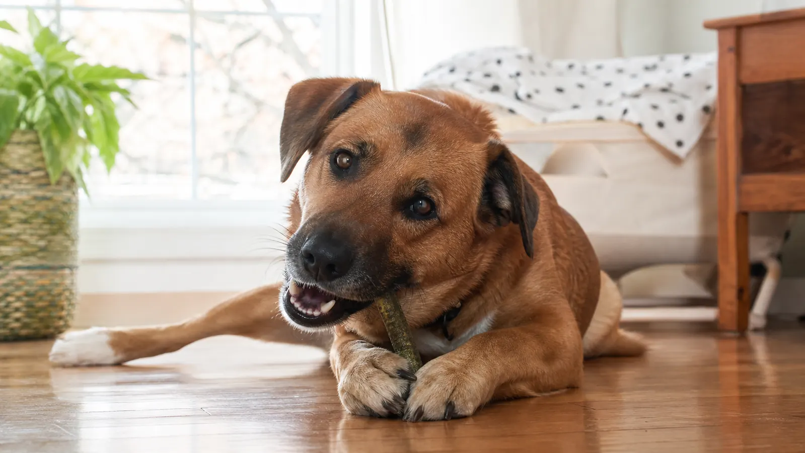 How to Improve Your Dog's Dental Health With Daily Dental Chews