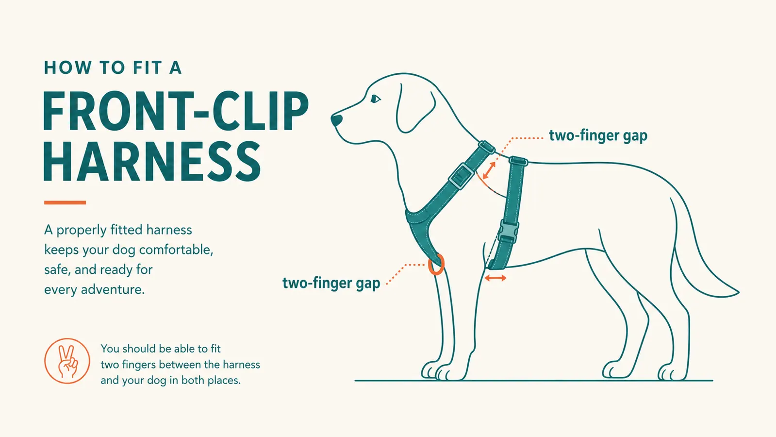 Diagram showing correct harness fit with two-finger gap at shoulder and chest straps