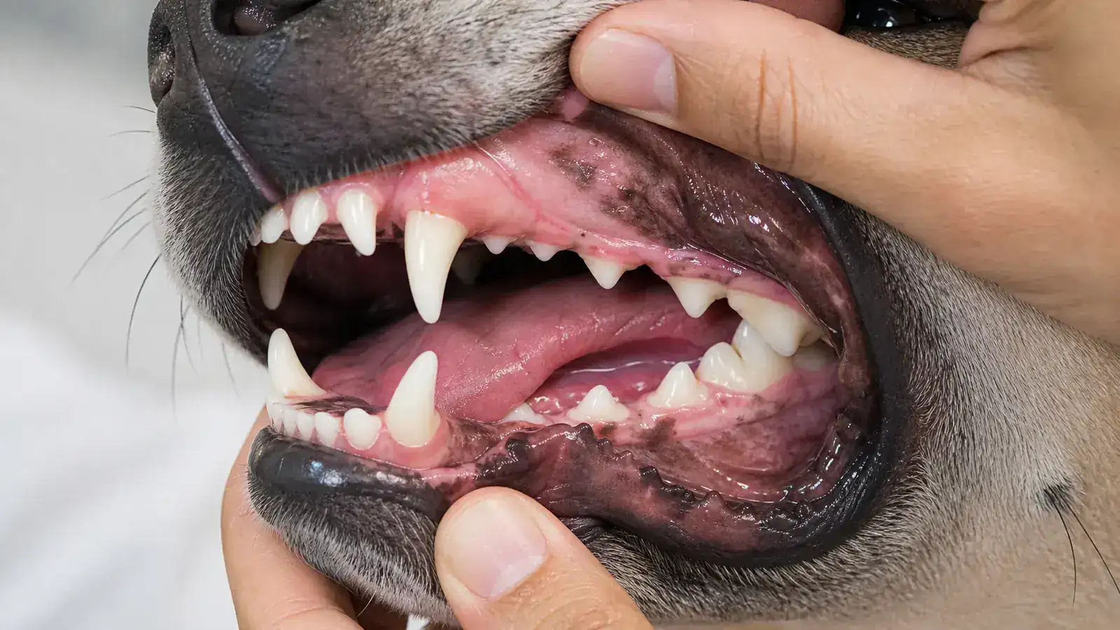 Close-up of a dog's clean white teeth and healthy pink gums, mouth open during a gentle examination