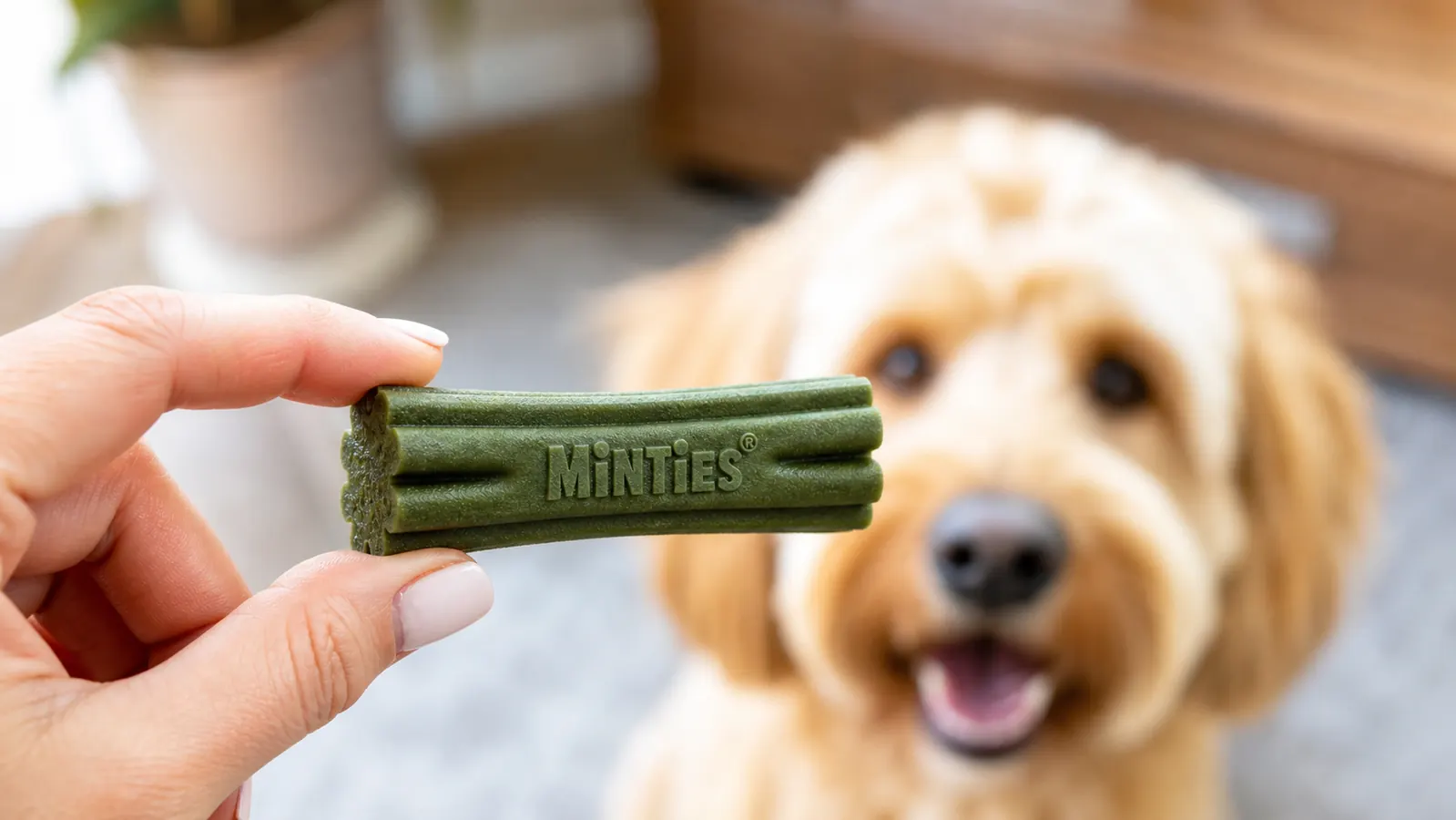 Close-up of a green Minties dental chew held between two fingers showing the ridged texture