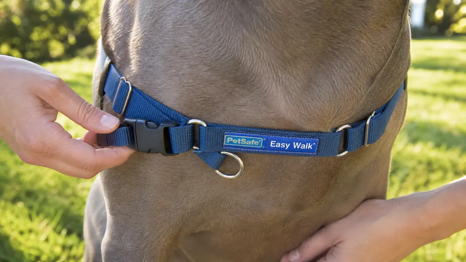 Close-up of the PetSafe Easy Walk harness front D-ring and martingale loop buckled on a large dog's chest