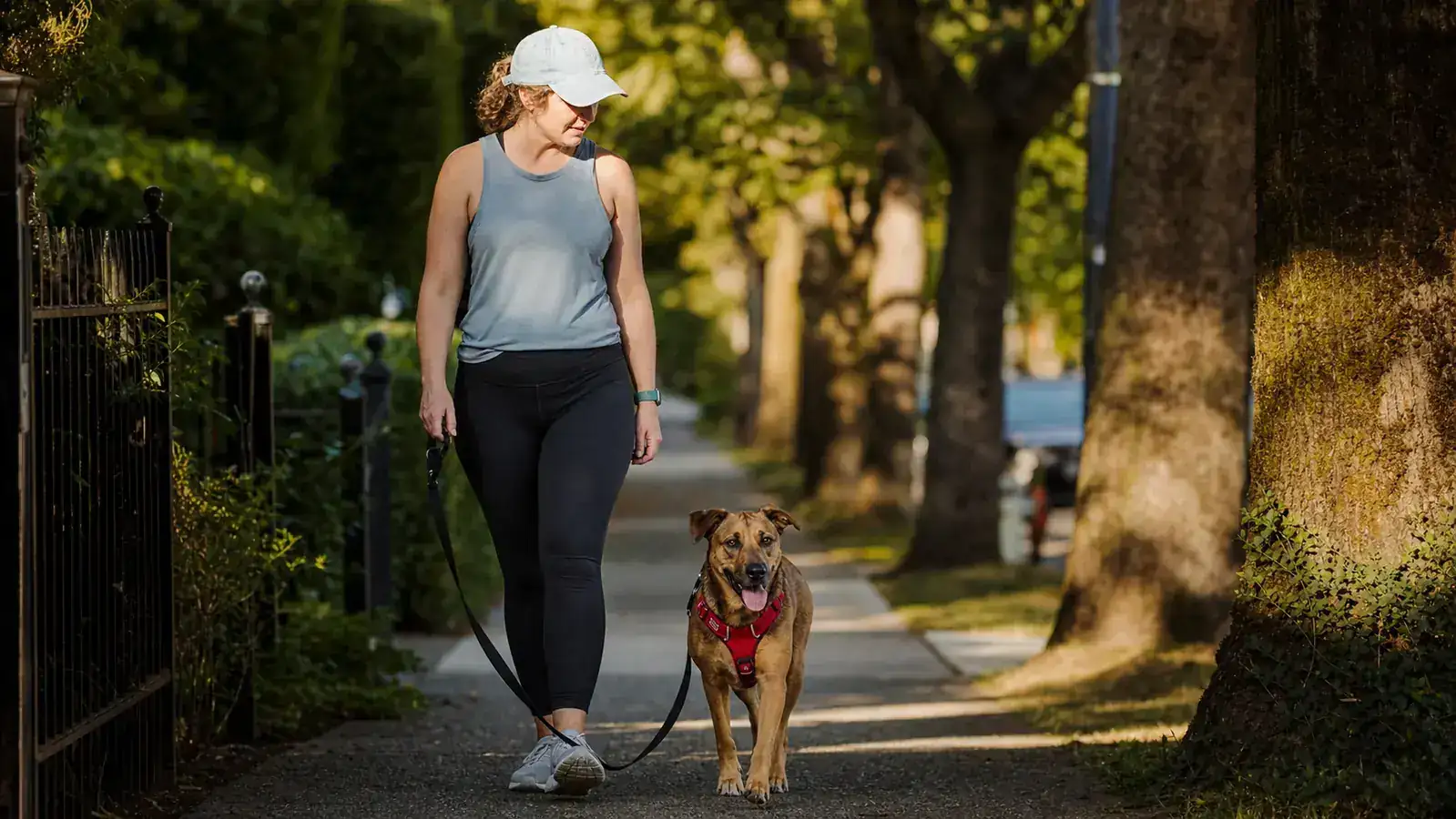 PetSafe Easy Walk vs tobeDRI No-Pull Harness: Which Stops Pulling Better?
